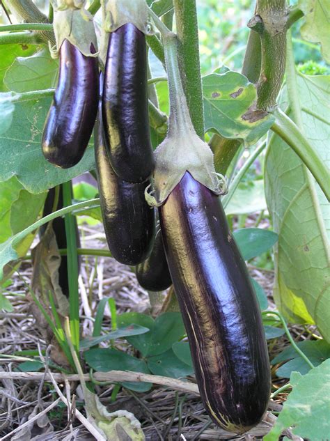 Summoning the Spirits: Utilizing Eggplant in Ritualistic Practices